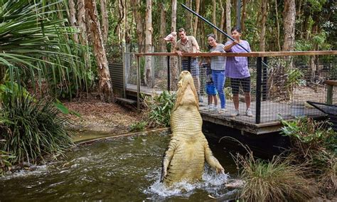 cairns crocodile farm louis vuitton|The hunt for wild crocodile eggs that feeds the .